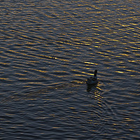 Buy canvas prints of Lonely Duck Swimming at Lake at Sunset Time by Daniel Ferreira-Leite