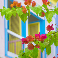 Buy canvas prints of Colored Flowers in Front ot Windows House by Daniel Ferreira-Leite