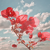 Buy canvas prints of Flowers in the Sky Inspired Photo Collage by Daniel Ferreira-Leite
