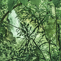 Buy canvas prints of Jungle Background Detail by Daniel Ferreira-Leite
