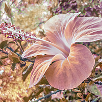 Buy canvas prints of Fantasy Colors Hibiscus Flower Digital Art by Daniel Ferreira-Leite