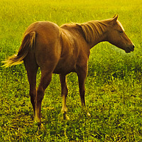 Buy canvas prints of Brown Horse in the Meadow by Daniel Ferreira-Leite