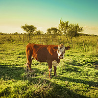 Buy canvas prints of Cow in the Field Facing  the Camera by Daniel Ferreira-Leite