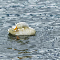 Buy canvas prints of White Duck Preening at Lake by Daniel Ferreira-Leite