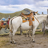 Buy canvas prints of Two Horses Tied at the Top of Mountain in Quito Ec by Daniel Ferreira-Leite