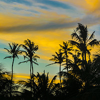 Buy canvas prints of Palm Trees and Sunset Sky Jericoacoara Brazil by Daniel Ferreira-Leite