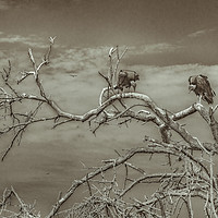 Buy canvas prints of Vultures at Top of Tree by Daniel Ferreira-Leite
