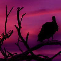Buy canvas prints of Vulture at Top of Tree by Daniel Ferreira-Leite