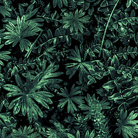 Buy canvas prints of Dark Flora Photo by Daniel Ferreira-Leite