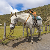 Buy canvas prints of White Horse Tied Up at Cotopaxi National Park Ecua by Daniel Ferreira-Leite