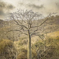 Buy canvas prints of Ceiba Tree at Forest Guayas Ecuador by Daniel Ferreira-Leite