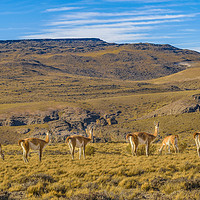 Buy canvas prints of Group of Vicunas at Patagonia Landscape, Argentina by Daniel Ferreira-Leite