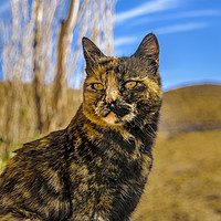 Buy canvas prints of Cat Sit at Ground by Daniel Ferreira-Leite
