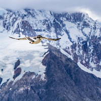 Buy canvas prints of Austral Patagonian Bird Flying by Daniel Ferreira-Leite