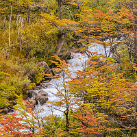 Buy canvas prints of Colored Forest Landscape, Patagonia - Argentina by Daniel Ferreira-Leite