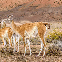 Buy canvas prints of Group of Guanacos at Patagonia Landscape, Argentin by Daniel Ferreira-Leite