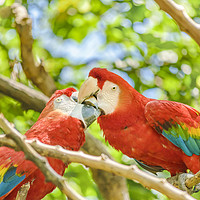 Buy canvas prints of Ecuadorian Parrots at Zoo, Guayaquil, Ecuador by Daniel Ferreira-Leite