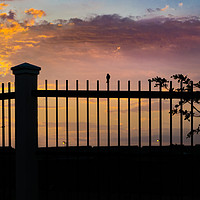 Buy canvas prints of Sunset Scene Small Bird Over Fence by Daniel Ferreira-Leite