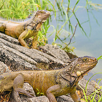 Buy canvas prints of Iguanas at Shore of River by Daniel Ferreira-Leite