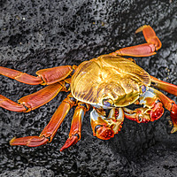 Buy canvas prints of Colored Crab at Galapagos Island by Daniel Ferreira-Leite