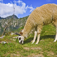 Buy canvas prints of Andean llama eating grass by Daniel Ferreira-Leite