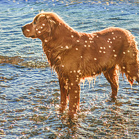 Buy canvas prints of Dog at Shore of Beach by Daniel Ferreira-Leite