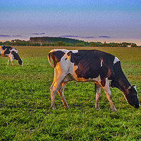 Buy canvas prints of Cows Eating at Rural Environment, San Jose - Urugu by Daniel Ferreira-Leite
