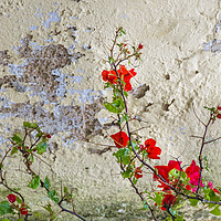 Buy canvas prints of Red Flowers Over Damaged Wall by Daniel Ferreira-Leite