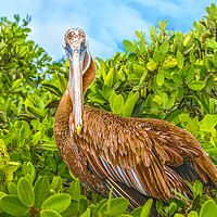 Buy canvas prints of Big Pelican at Tree, Galapagos, Ecuador by Daniel Ferreira-Leite