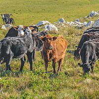 Buy canvas prints of Cows at Countryside, Maldonado, Uruguay by Daniel Ferreira-Leite