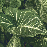 Buy canvas prints of Green Plants at Home Yard by Daniel Ferreira-Leite