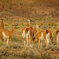 Buy canvas prints of Group of Guanacos at Patagonia Landscape, Argentin by Daniel Ferreira-Leite