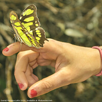Buy canvas prints of Butterfly Sitting on Woman Finger by Daniel Ferreira-Leite