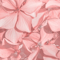 Buy canvas prints of Coral Colored Hortensias by Daniel Ferreira-Leite