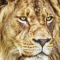 Buy canvas prints of King of the Jungle by David Millenheft