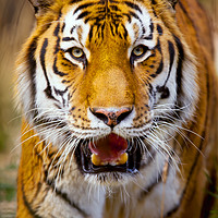 Buy canvas prints of Tiger on the hunt by David Millenheft