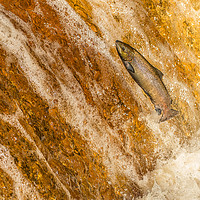 Buy canvas prints of Salmon Leap by Ken Jensen