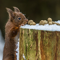 Buy canvas prints of Please can I have one? by Ken Jensen