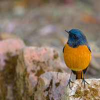 Buy canvas prints of A colorful bird perched on a rock by NITYANANDA MUKHERJEE