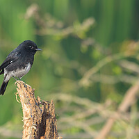 Buy canvas prints of A small bird perched on a tree branch by NITYANANDA MUKHERJEE