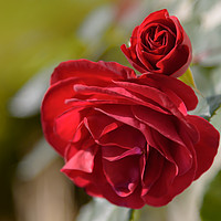Buy canvas prints of Red Rose  by NITYANANDA MUKHERJEE