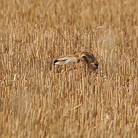 Buy canvas prints of Hare stubble by Heather M Tanner
