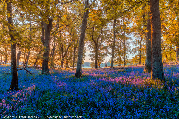 Bluebell Wood Picture Board by Craig Doogan