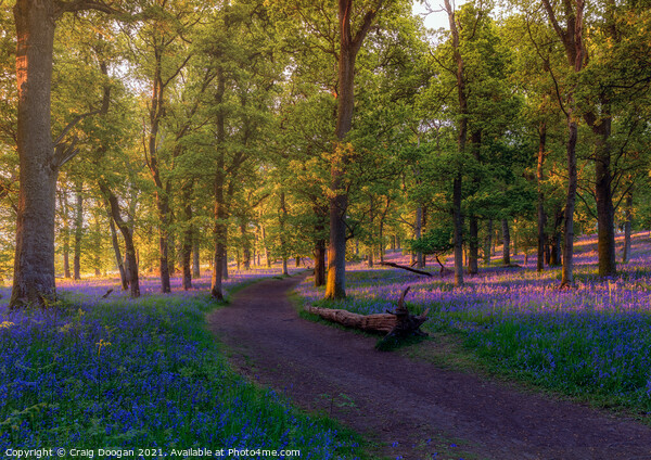 Bluebell Forest Picture Board by Craig Doogan
