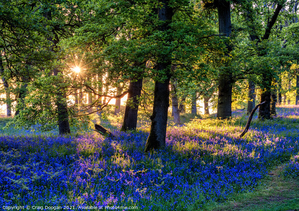 Bluebell Sunrise Picture Board by Craig Doogan