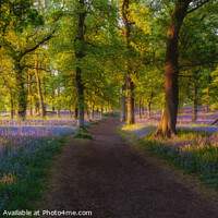 Buy canvas prints of Bluebell Panorama by Craig Doogan