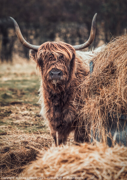 Highland Cow Picture Board by Craig Doogan
