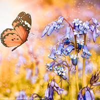 Buy canvas prints of Bluebell Butterlfy by Craig Doogan