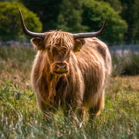 Buy canvas prints of Scottish Highland Cow by Craig Doogan