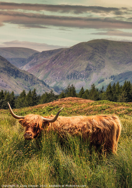 Glen Clova Highland Cow Picture Board by Craig Doogan